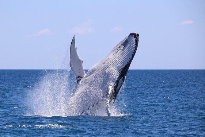 2 days 1 night | Bahía Málaga: Humpback Whale Watching - Why This Pacific Coast Trip Takes Two Days