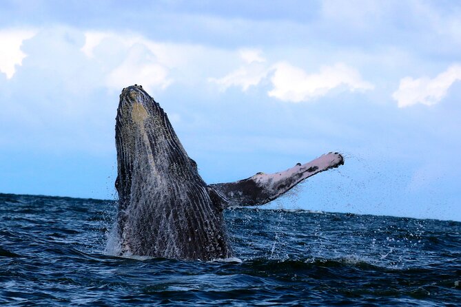 2 days 1 night | Bahía Málaga: Humpback Whale Watching - Food, Accommodation, and Comfort