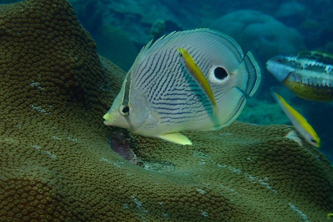 Advanced PADI Diving Course - The boat ride to Baru