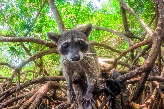 Adventure full day Isla Barú + Mangroves + Snorkel + bioluminescent plankton - From Cartagena to Barú by early morning