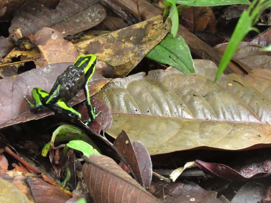 Amazonas Extreme - The five things to know before you go