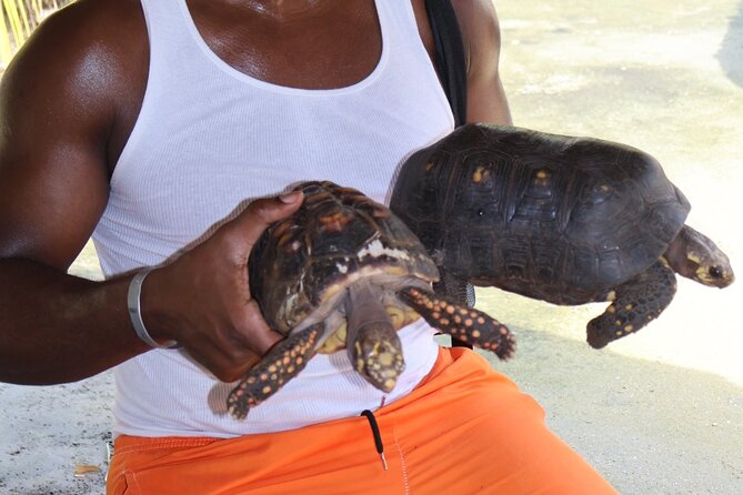 Artisanal Fishing of Crabs and Fish in Mangroves with Natives - The natural island and the nearby beach setting