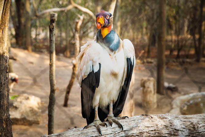 Aviario Nacional Including Playa Blanca Shared Tour - Two hours among Colombia’s native birds