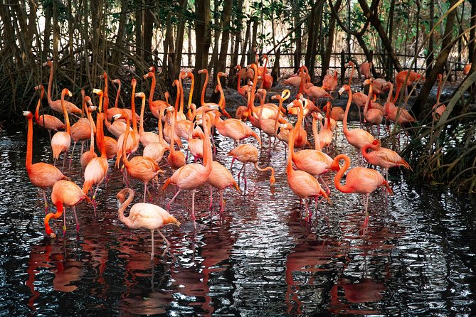 Aviario Nacional Including Playa Blanca Shared Tour - Four hours for swimming, lunch, and beach time