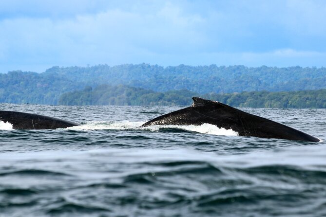 Bahía Málaga: Humpback Whale Watching in Cali - Colombia - Why this Cali whale-watching trip is appealing