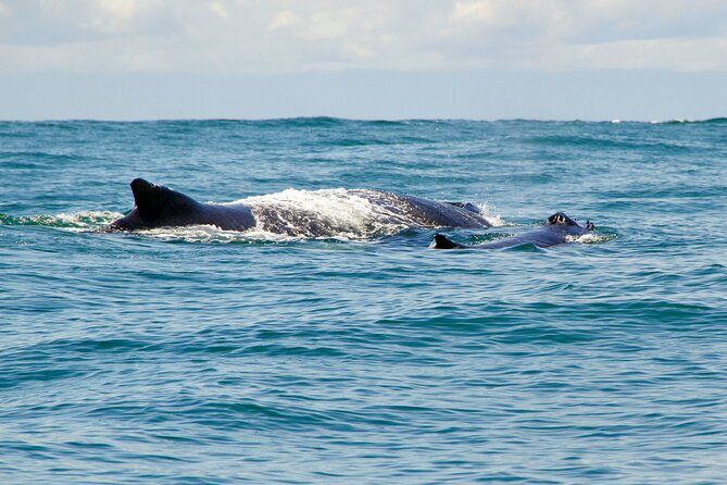 Bahía Málaga: Humpback Whale Watching in Cali - Colombia - The 4:30 am start from central Cali