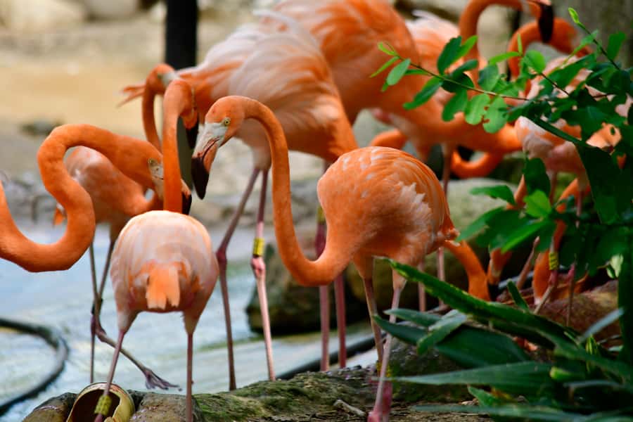 Barranquilla Zoo Access Ticket - Key points to know before you go