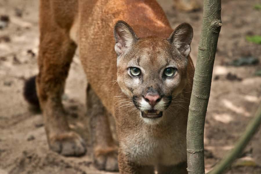 Barranquilla Zoo Access Ticket - Following the habitats at your own pace