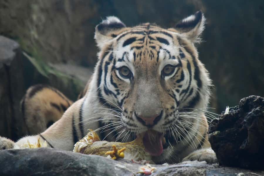 Barranquilla Zoo Access Ticket - Cancellation, payment, and accessibility
