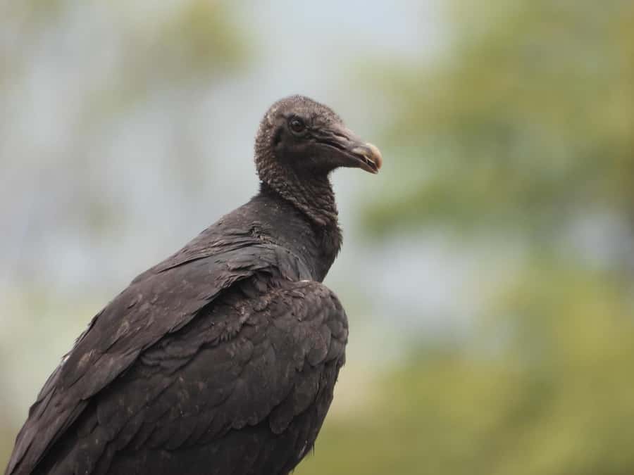 Bird Watching in Acacías Meta - Should you book Bird Watching in Acacías?