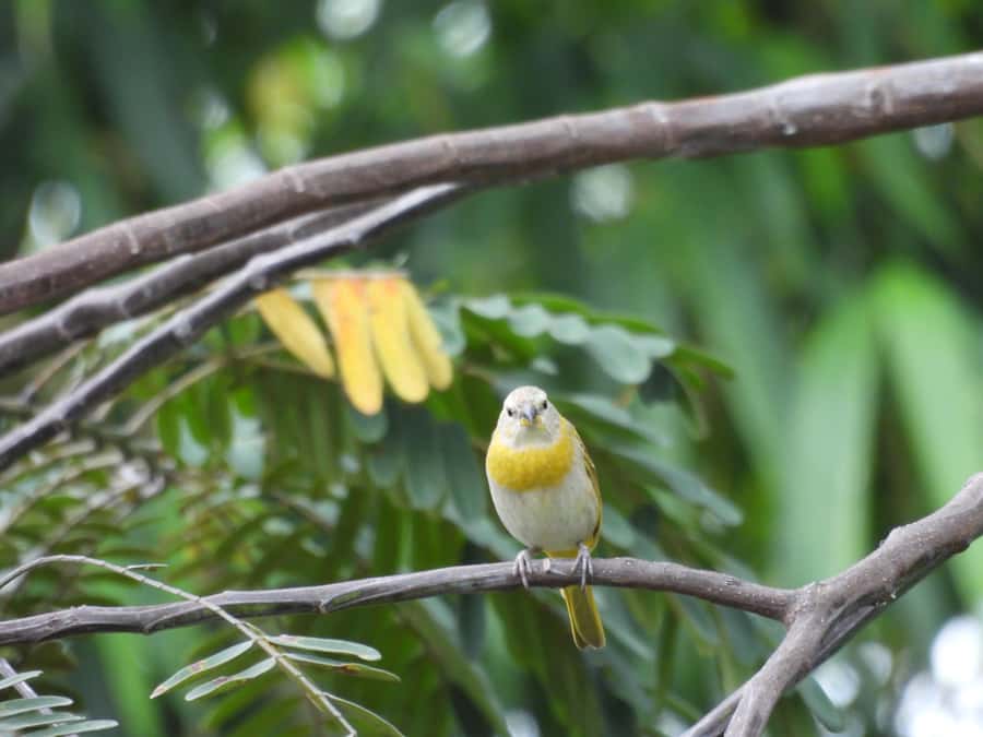 Bird Watching in Acacías Meta - A three-hour itinerary with time to slow down