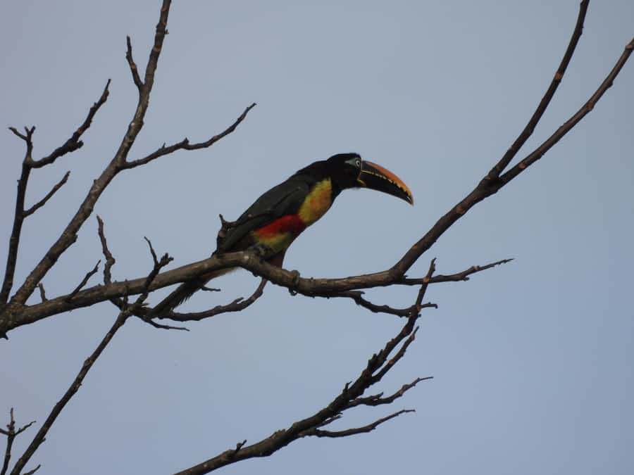 Bird Watching in Acacías Meta - What the $22 price really includes