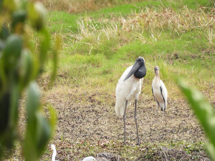 Bird Watching in Acacías Meta - What to bring for a better visit