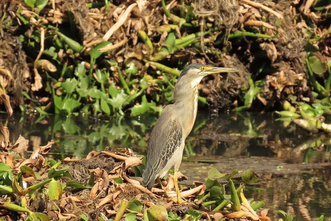 Bird watching in Bogota wetlands with Bakata Bird - Key points to know before you book