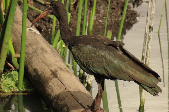 Bird watching in Bogota wetlands with Bakata Bird - An hour in La Florida Park