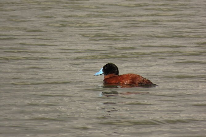 Bird watching in Bogota wetlands with Bakata Bird - Finishing at Humedal Parque La Florida