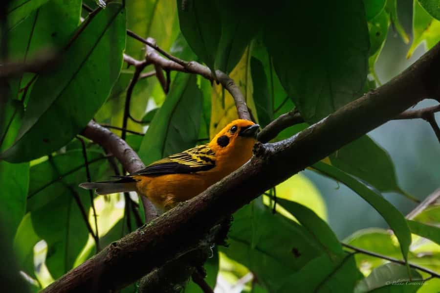 Birding Medellin with expert bird-watcher (Private) - Why Medellín is such a strong birding base