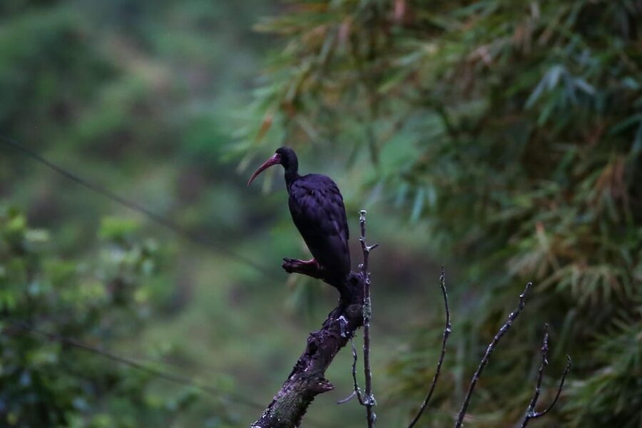 Birding Medellin with expert bird-watcher (Private) - FAQ