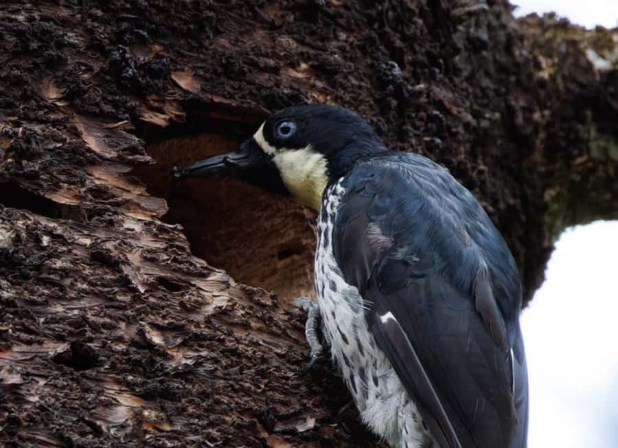Birding Medellin with expert bird-watcher (Private) - Meeting at Estrella Metro Station