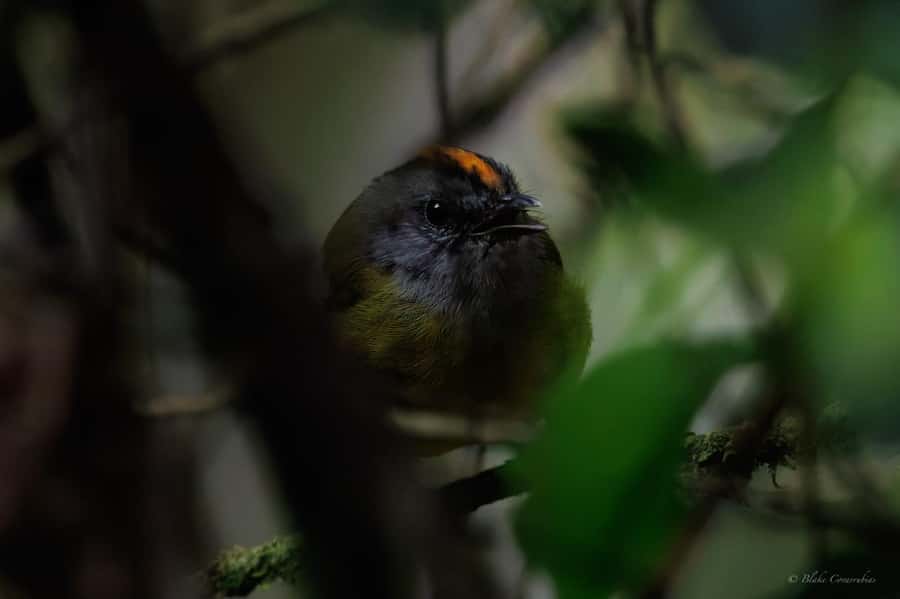 Birding Medellin with expert bird-watcher (Private) - How the guide shapes the morning