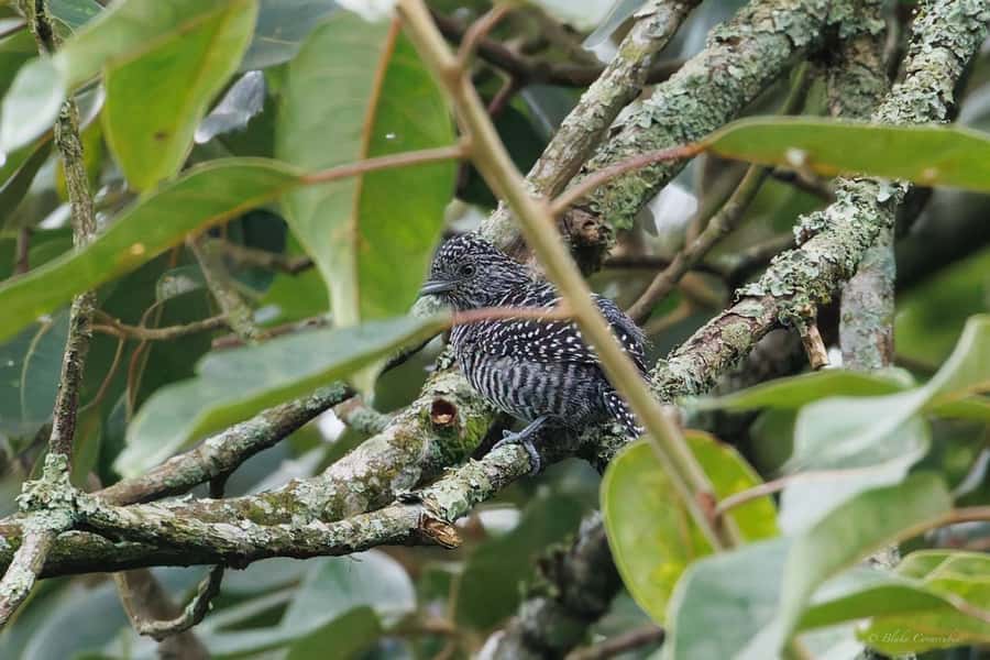 Birding Medellin with expert bird-watcher (Private) - Is $197 good value for two people?