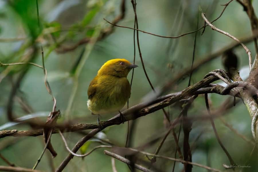 Birding Medellin with expert bird-watcher (Private) - Final call: a strong choice for curious nature lovers