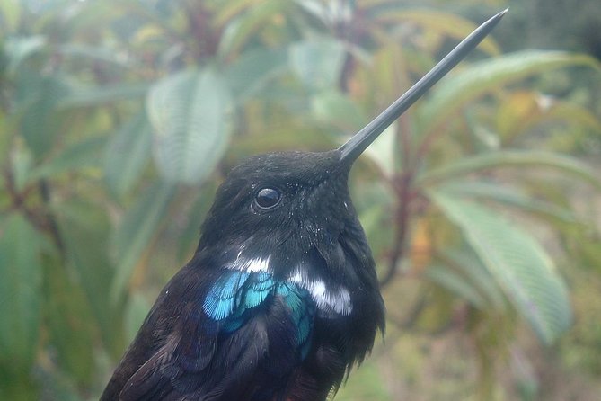 Birding & Nature to Chicaque Cloud Forest Nature Reserve - Key points at a glance
