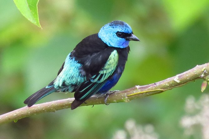 Birding & Nature to Chicaque Cloud Forest Nature Reserve - Is $600 per person good value?