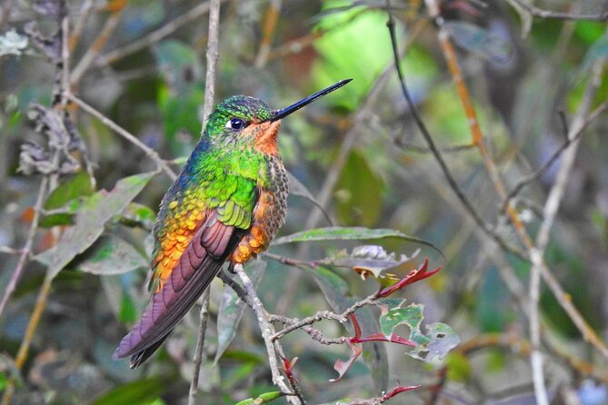 Birdwatching at Monserrate Bogotá 4H - Key points to know before booking