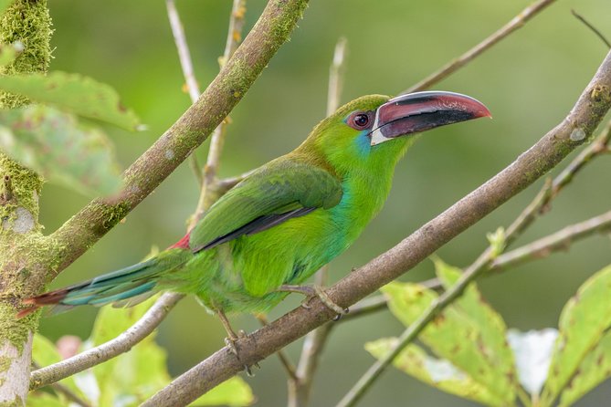 Birdwatching day at Chicaque Cloud Forest. - Key points to know before booking
