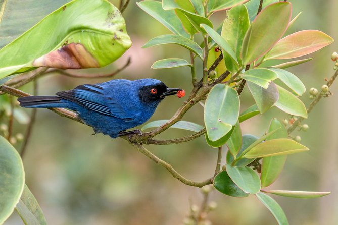 Birdwatching day at Chicaque Cloud Forest. - Leaving Bogotá at 5:30 am