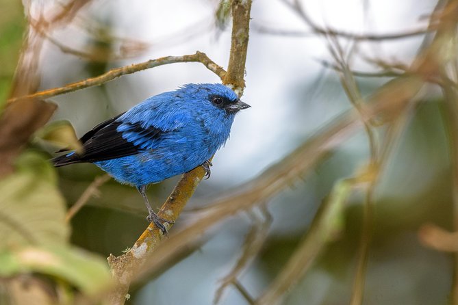 Birdwatching day at Chicaque Cloud Forest. - The walking: moderate, but not effortless