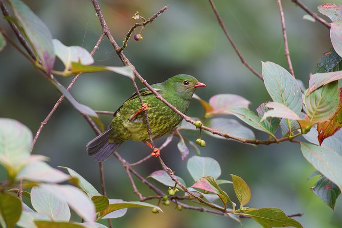 Birdwatching day at Chicaque Cloud Forest. - Lunch, snacks, and what the $283 price covers
