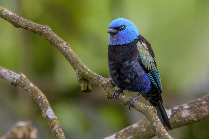 Birdwatching day at Chicaque Cloud Forest. - Who will enjoy this day most
