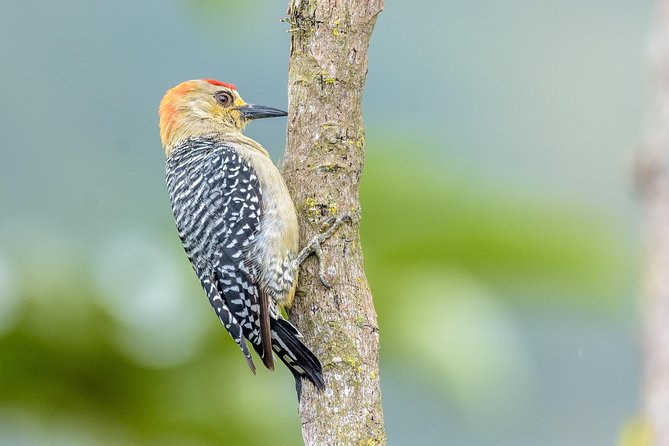 Birdwatching day at Chicaque Cloud Forest. - Practical strengths and possible shortcomings