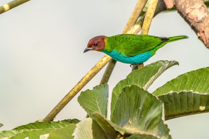 Birdwatching day at Chicaque Cloud Forest. - Should you book the Chicaque birdwatching day?
