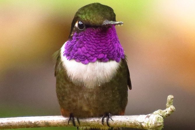 Birdwatching day in Chingaza and Observatorio de Colibries - Key points at a glance