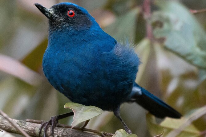 Birdwatching day in Chingaza and Observatorio de Colibries - Why Chingaza makes this a special Bogotá day trip