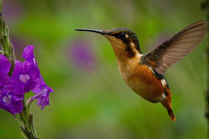 Birdwatching day in Chingaza and Observatorio de Colibries - What five hours in Piedras Gordas may bring