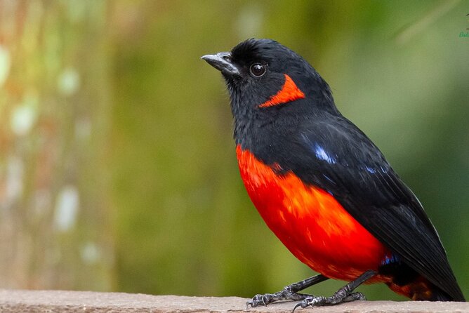Birdwatching day in Chingaza and Observatorio de Colibries - Booking, cancellation, and final call