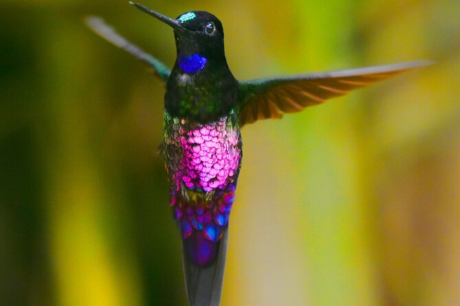 Birdwatching day in Chingaza and Observatorio de Colibries - The 5:00 am departure and private 4x4