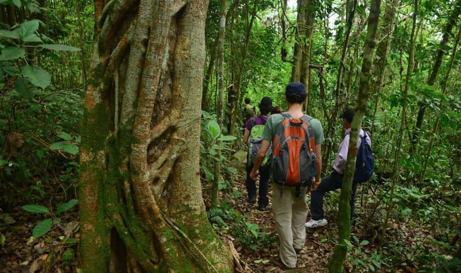 Birdwatching Day Tour at Chicaque Natural Park - Leaving Bogotá for a quieter kind of day
