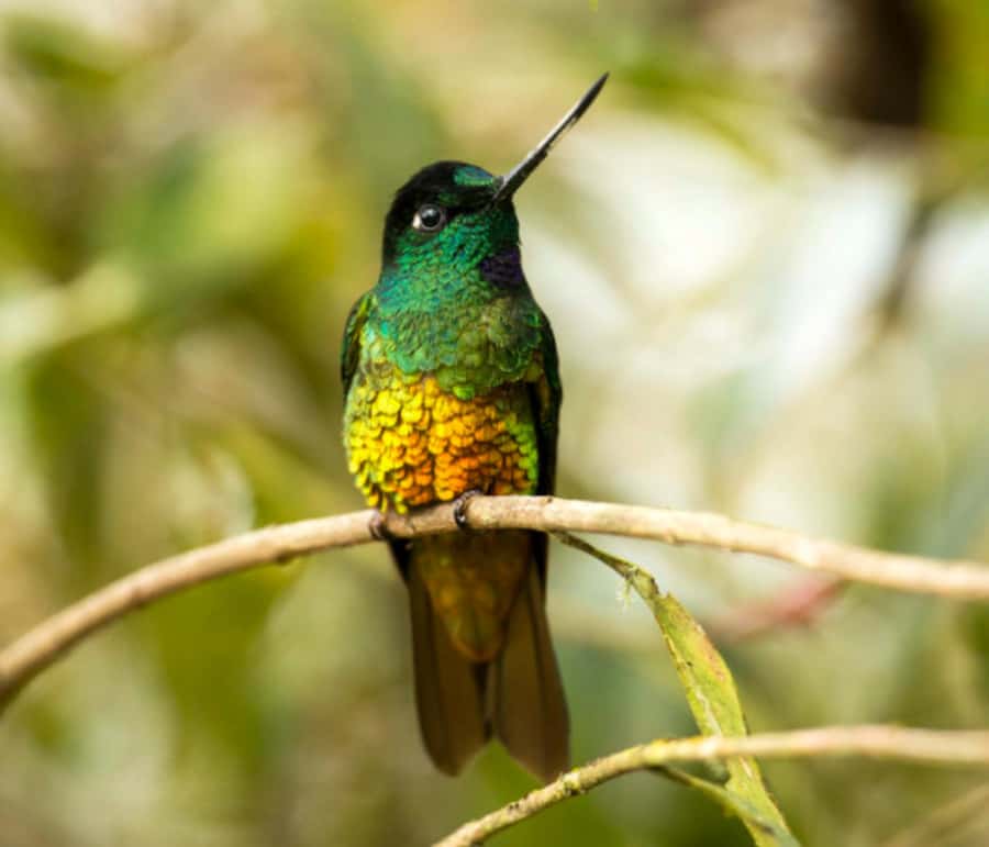 Birdwatching Day Tour at Chicaque Natural Park - Four hours among Chicaque’s forest trails