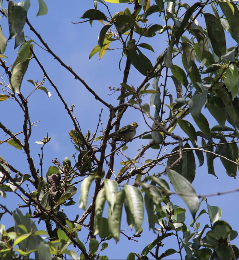 Birdwatching in Guatapé with Around 400 Bird Species - Timing, pickup, and the private-group setup
