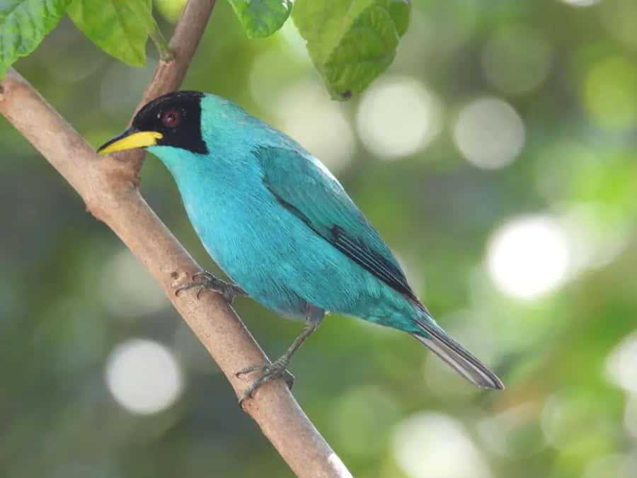 Birdwatching in Guatapé with Around 400 Bird Species - Breakfast first: arepa, chocolate, and birds overhead