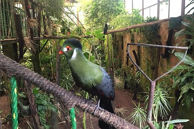Birdwatching National Aviary Cartagena de Indias - Why This Aviary Makes a Good Cartagena Side Trip