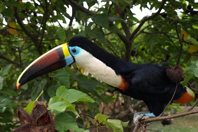 Birdwatching National Aviary Cartagena de Indias - The Bird Presentation: Natural Behavior, Not Tricks