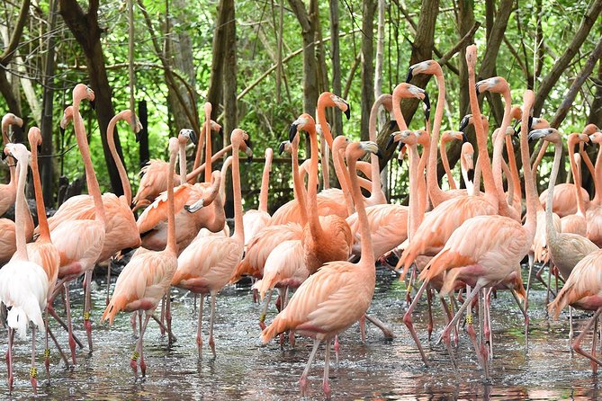 Birdwatching National Aviary Cartagena de Indias - Harpy Eagles, Scarlet Ibis, and Other Standout Birds