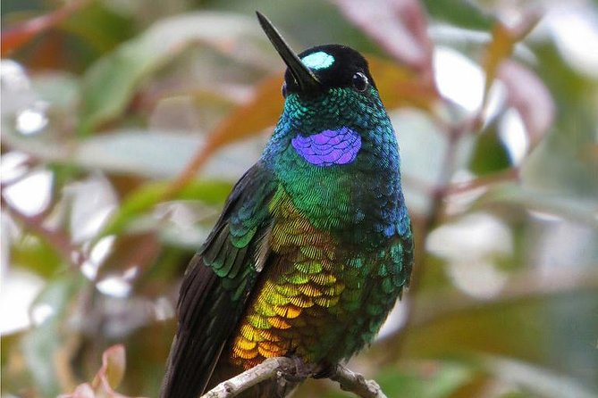 Birdwatching National Aviary Cartagena de Indias - Is $140 Per Person Fair Value?