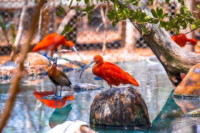 Birdwatching National Aviary Cartagena de Indias - Who Will Enjoy This Experience Most?